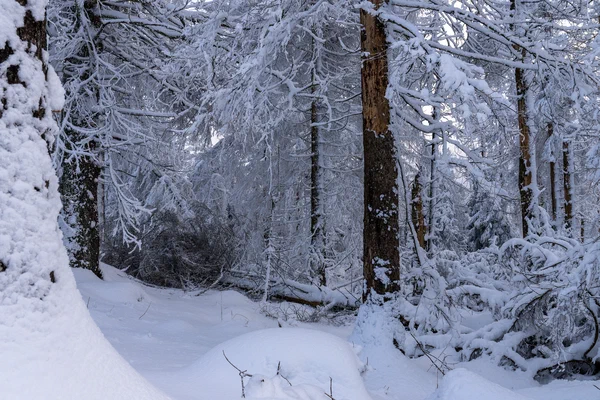 Harz – Achtermannshoehe – Nationalpark Harz, Deutschland – Foto 3 von 50
