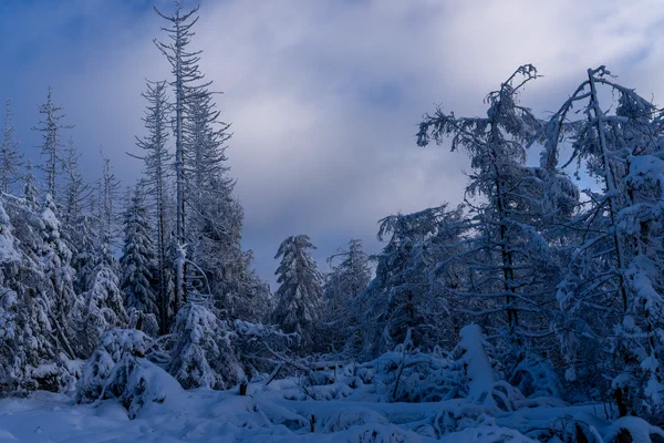 Harz – Achtermannshoehe – Nationalpark Harz, Deutschland – Foto 4 von 50