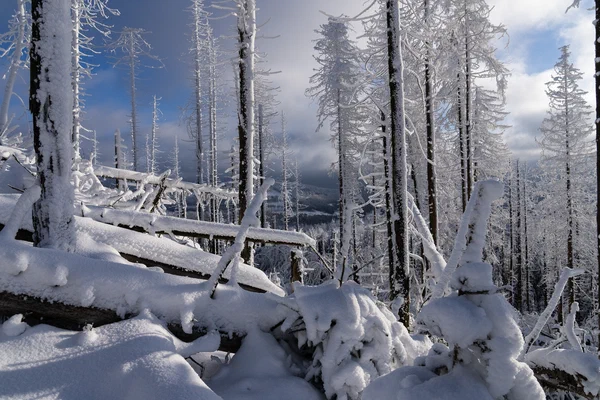 Harz – Achtermannshoehe – Nationalpark Harz, Deutschland – Foto 8 von 50