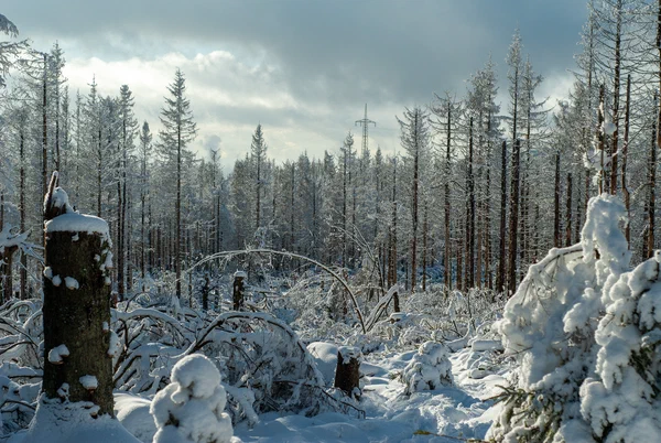 Harz – Achtermannshoehe – Nationalpark Harz, Deutschland – Foto 37 von 50